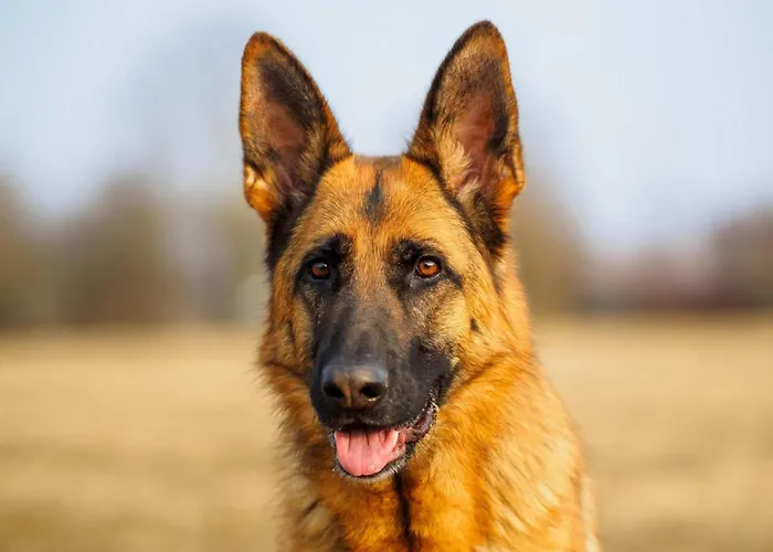 Appartamento Im Sauerland